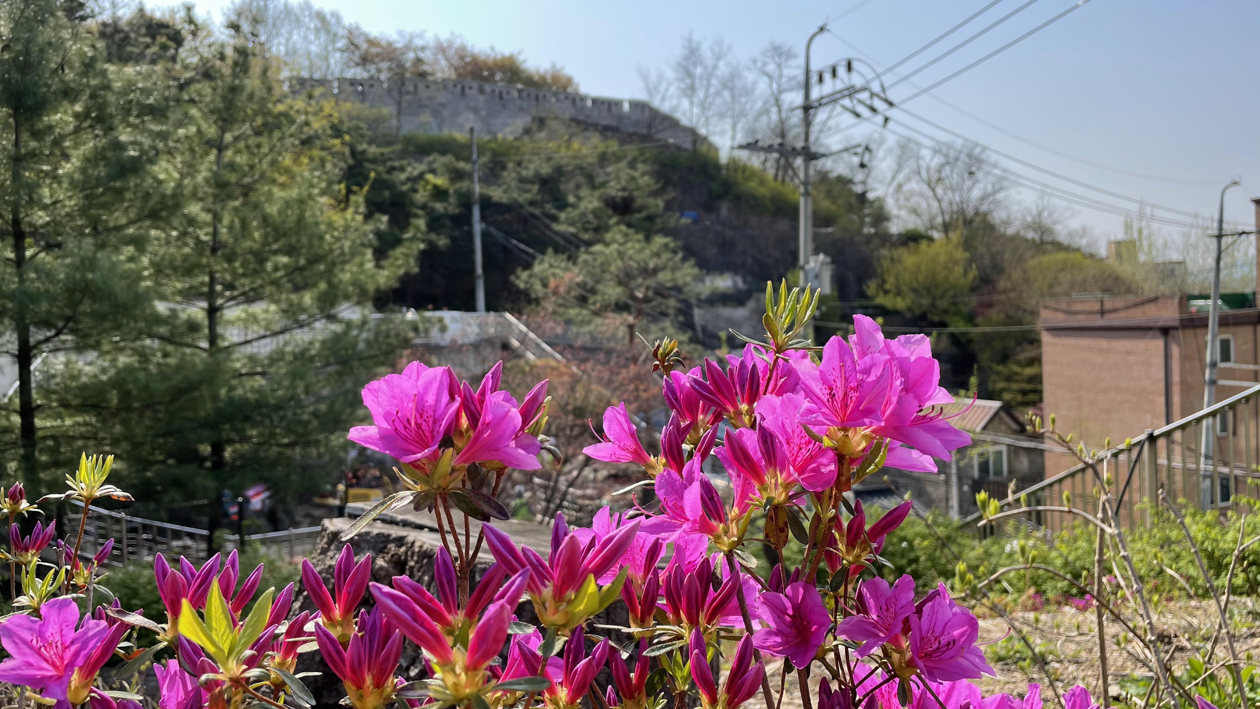 도성 앞 혜윰뜰 텃밭에는 봄꽃이 지금 찬란하다.